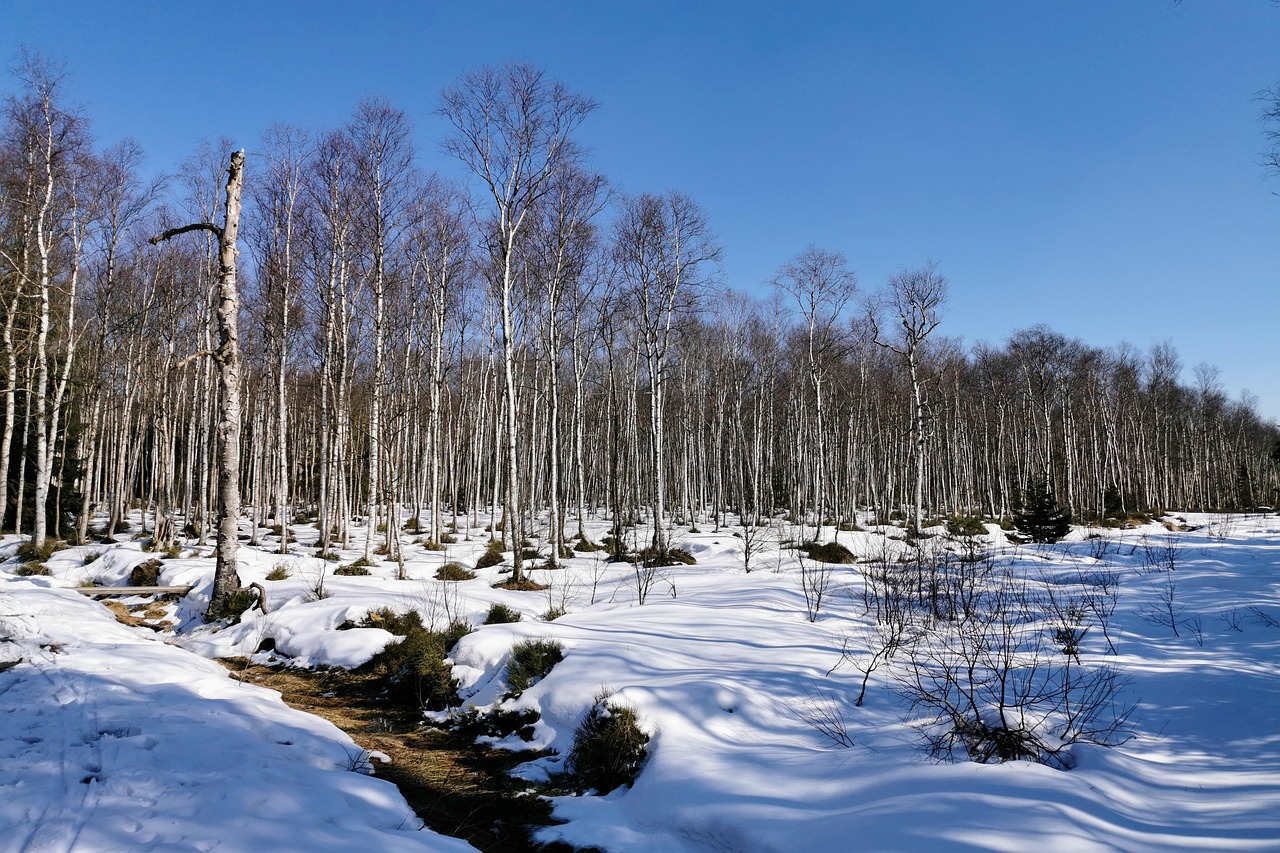 白樺の木 森林 冬 - Pixabayの無料写真 - Pixabay