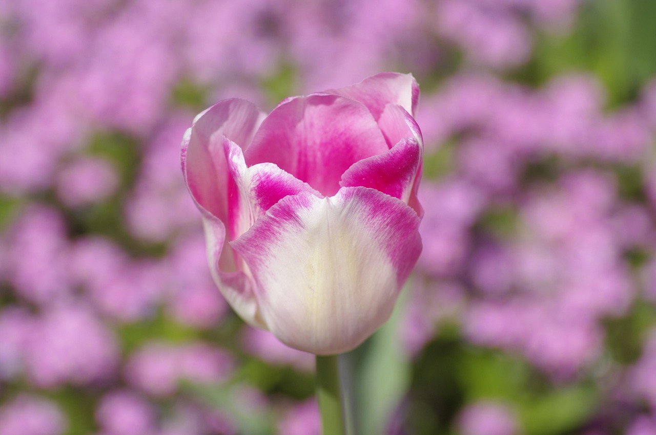 Tulip Flower Plant Pink Free photo on Pixabay Pixabay