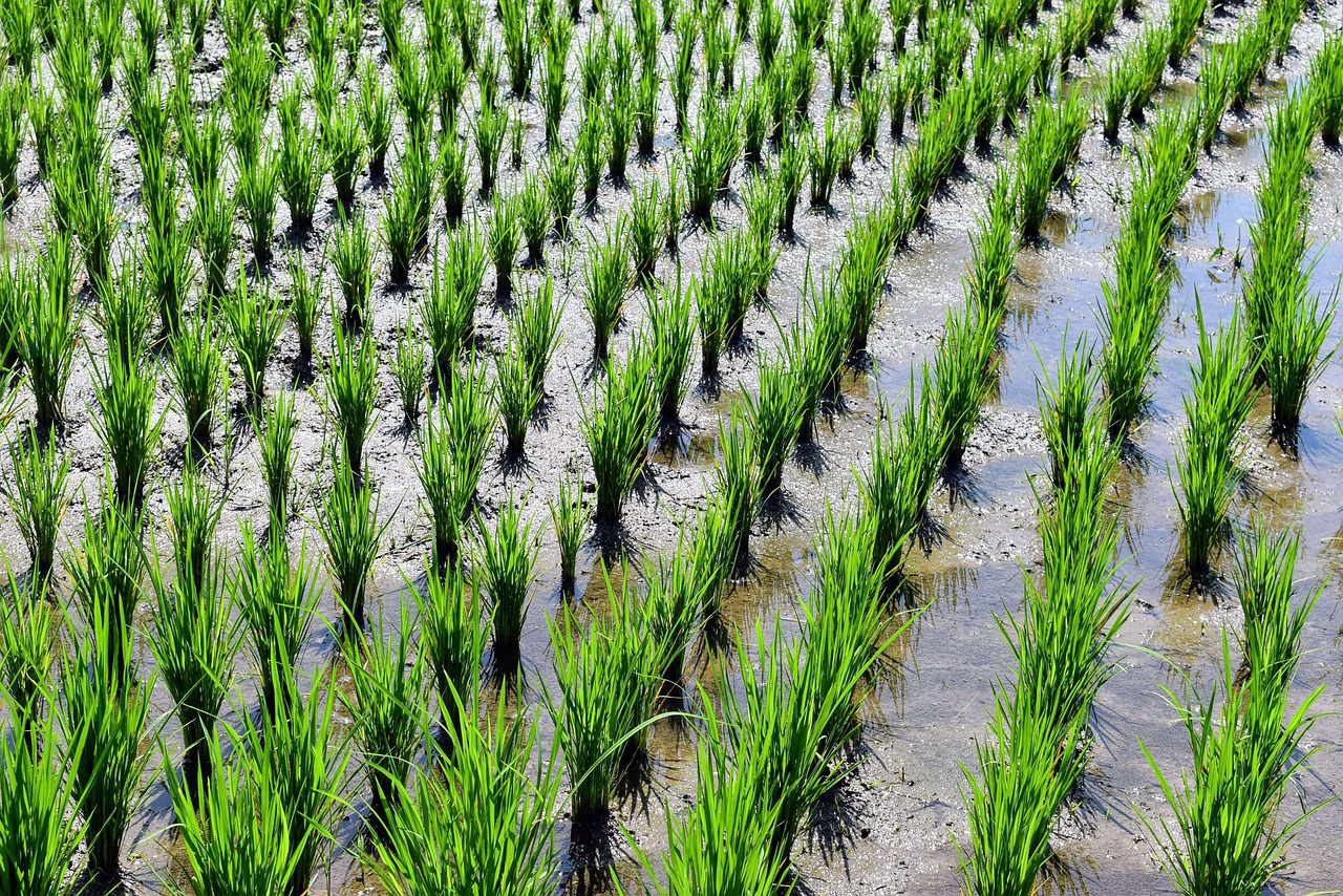 Bali Rice Fields Indonesia - Free photo on Pixabay - Pixabay