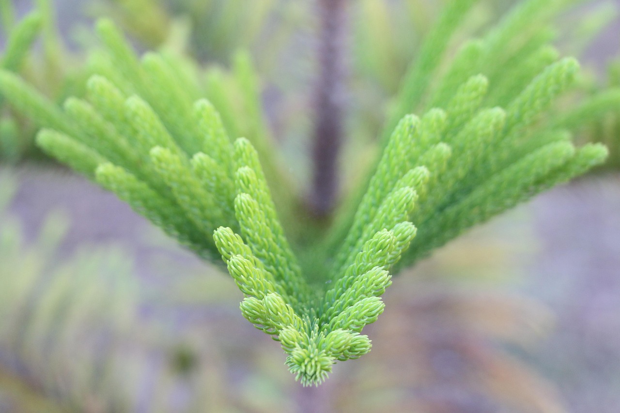 pine-leaves-branch-free-photo-on-pixabay-pixabay