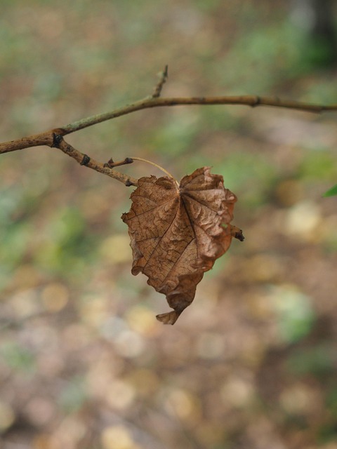Free Leaves Growth photo and picture