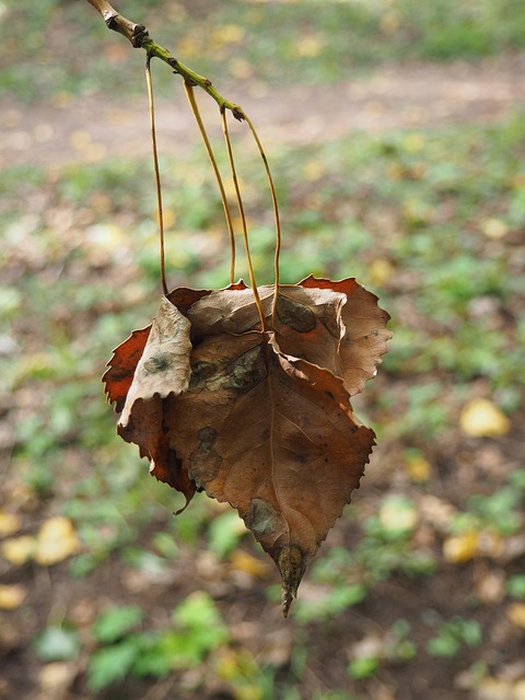 Free Leaves Autumn photo and picture