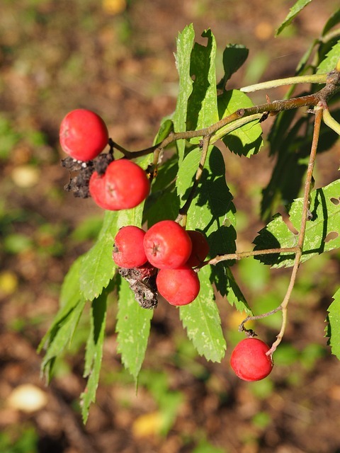 Free Rose Hip Organic photo and picture