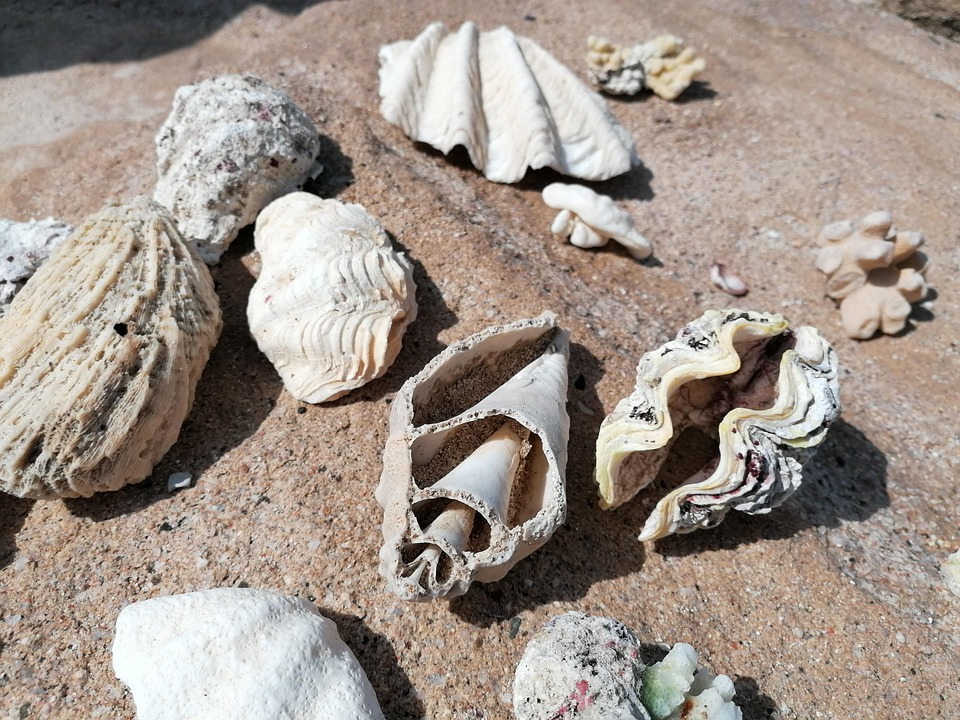 Sand Shellfish Free photo on Pixabay Pixabay