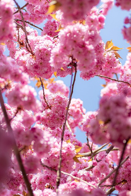 Cherry Blossom, Blomst Baggrund