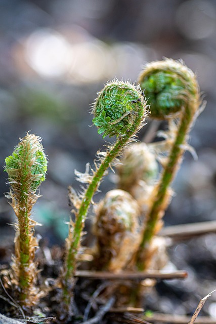 Bregne, Blade, Plante, Frøplante, Forår
