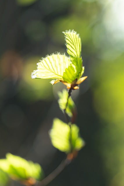 Blade, Plante, Forår, Natur, Grøn, Eng