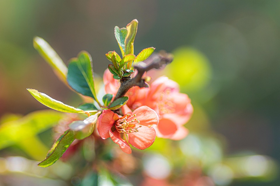 マルメロ フラワーズ バネ - Pixabayの無料写真 - Pixabay