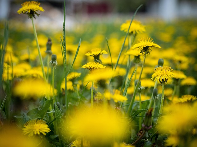 Free Dandelions Flower Wallpaper photo and picture