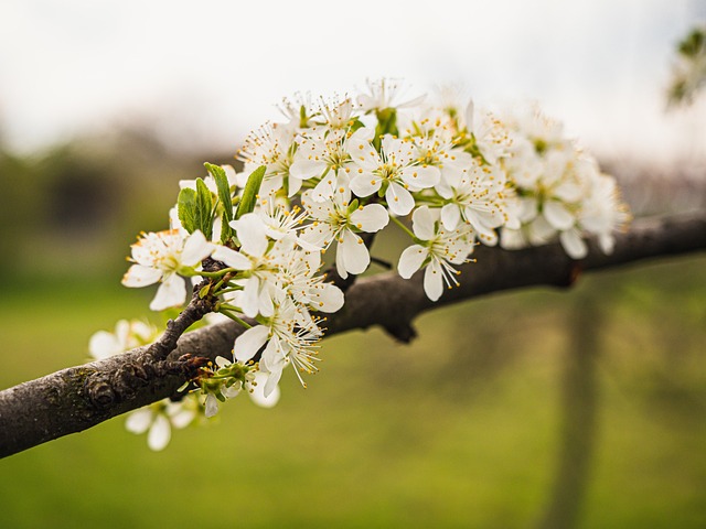 Free Flowers Branch photo and picture