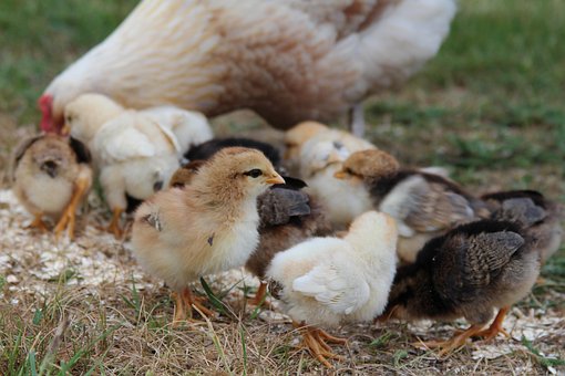 Free Chicken Chicks photo and picture
