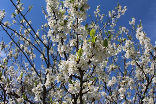 Free Plum Blossom Flowers photo and picture