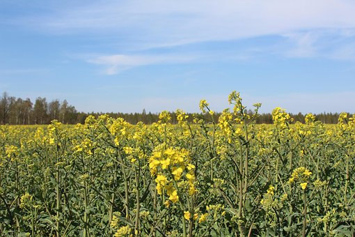 Free Rapeseed Field Flowering Rapeseed photo and picture