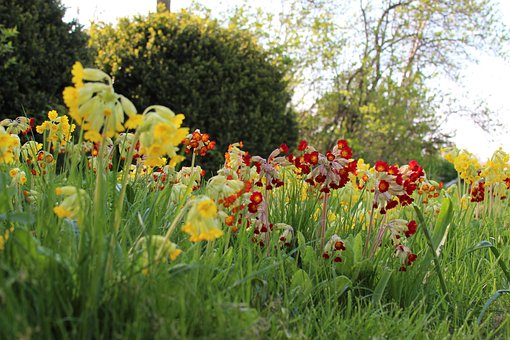 Free Cowslip Common Cowslip photo and picture