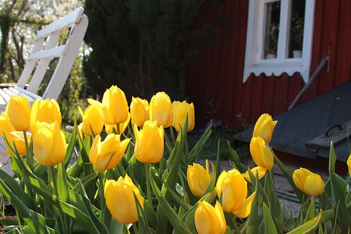 Free Tulips Yellow Tulips photo and picture