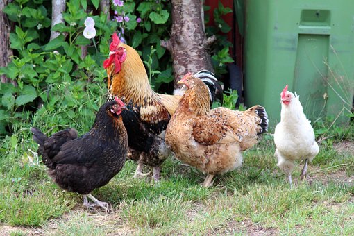 Free Chicken Rooster photo and picture
