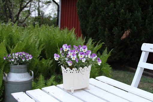 Free Pansy Flowers photo and picture