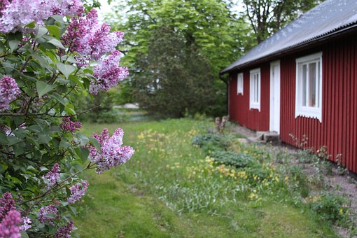 Free Garden Lilacs photo and picture