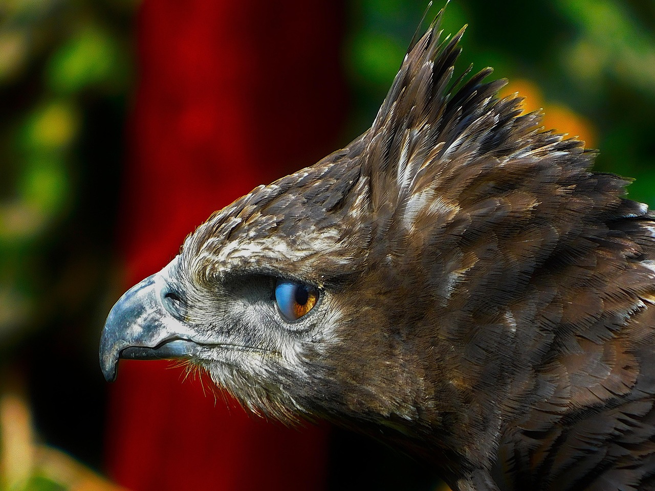 Bird Golden Eagle Ornithology Free photo on Pixabay Pixabay