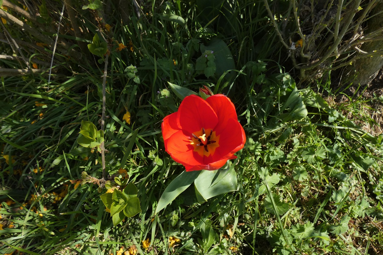 https://cdn.pixabay.com/photo/2022/04/16/18/04/tulip-7136735_1280.jpg