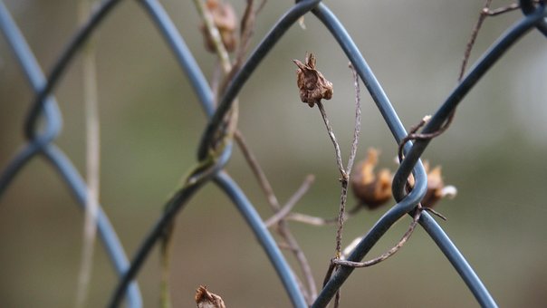 Hegn, Efterår, Tæt På, Makro, Plante