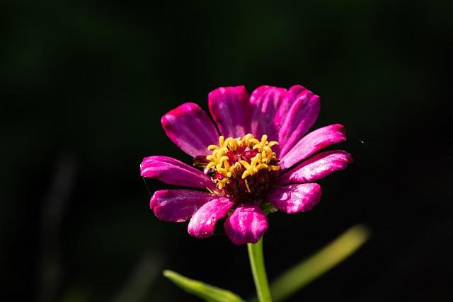 Zinnia, Lyserød Blomst, Blomst, Natur