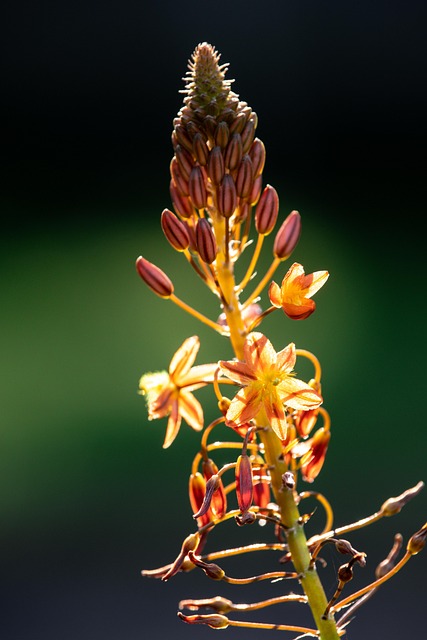 Blomst, Blomst Tapet, Blomst Baggrund