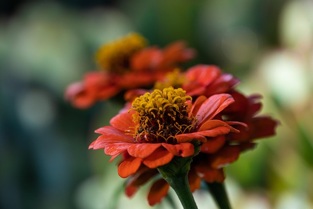 Zinnia, Blomst Tapet, Smukke Blomster