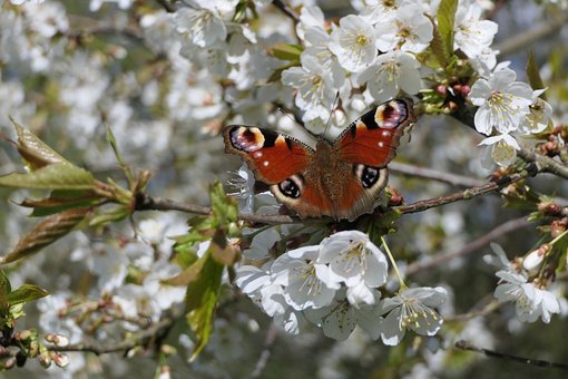 Vlinder, Bloesems, De Lente