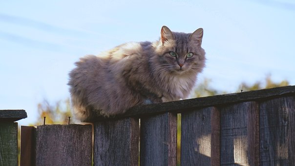 Free Animal Cat photo and picture