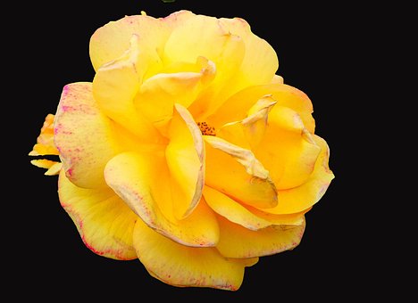 Free Rose Flower photo and picture