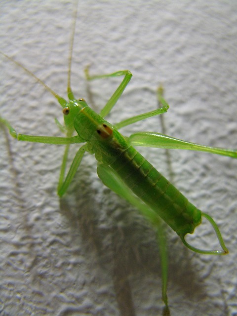 Free Grasshooper Grass photo and picture