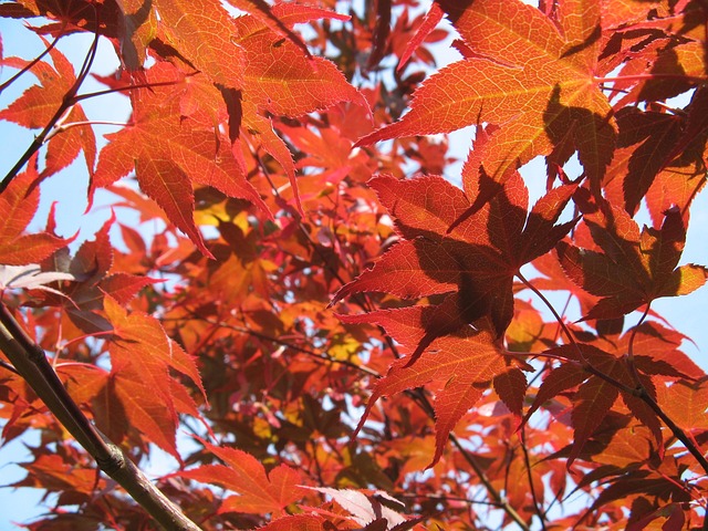 Free Maple Leaves Foliage photo and picture
