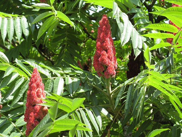 Free Tree Nature photo and picture
