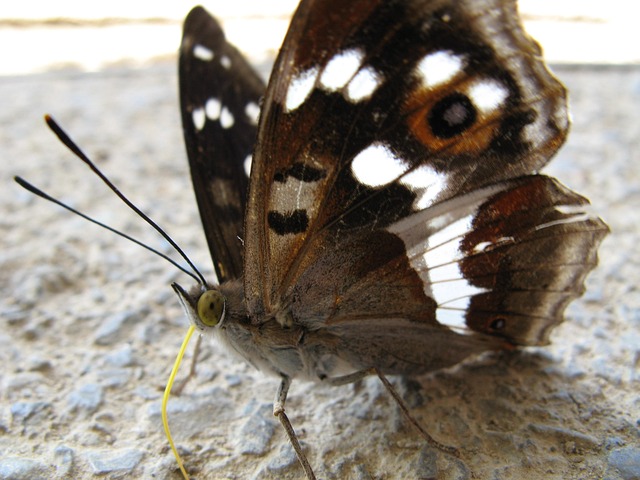 Free Butterfly Nature photo and picture