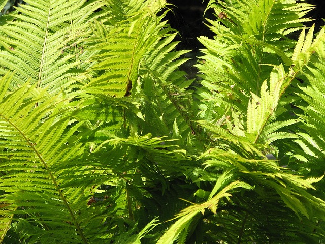 Free Nature Green photo and picture