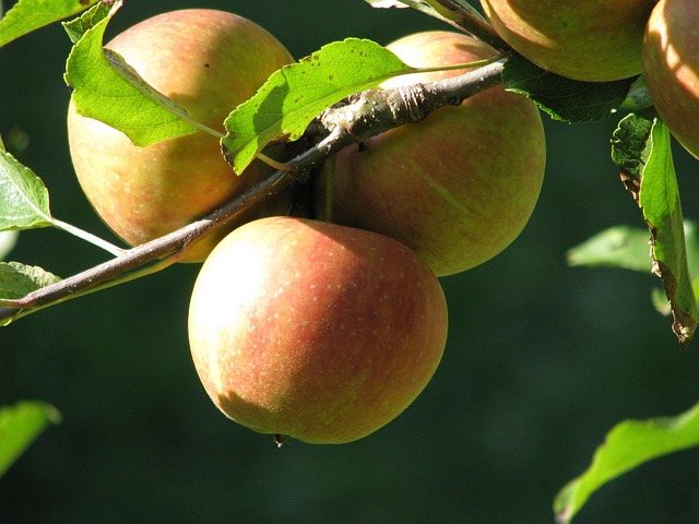 Free Peach Peaches photo and picture