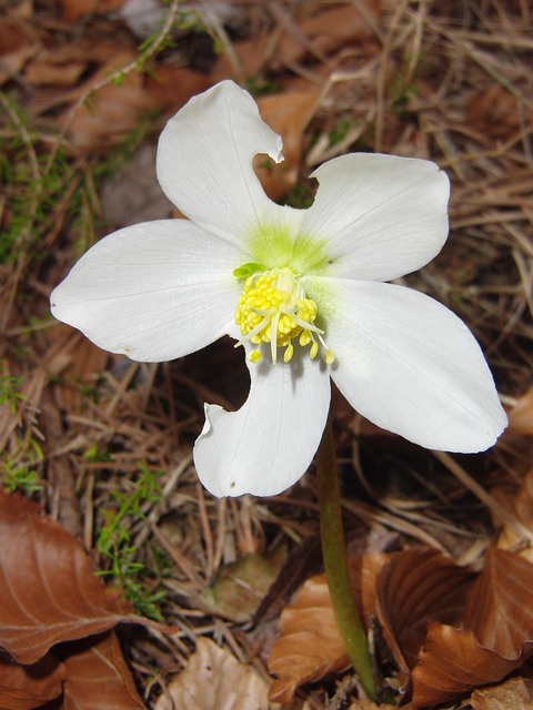 Free White Flower Flower photo and picture