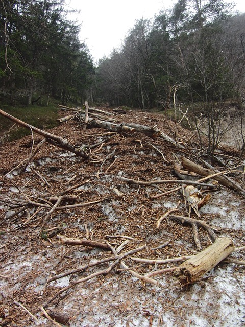 Free Avalanche Wood photo and picture