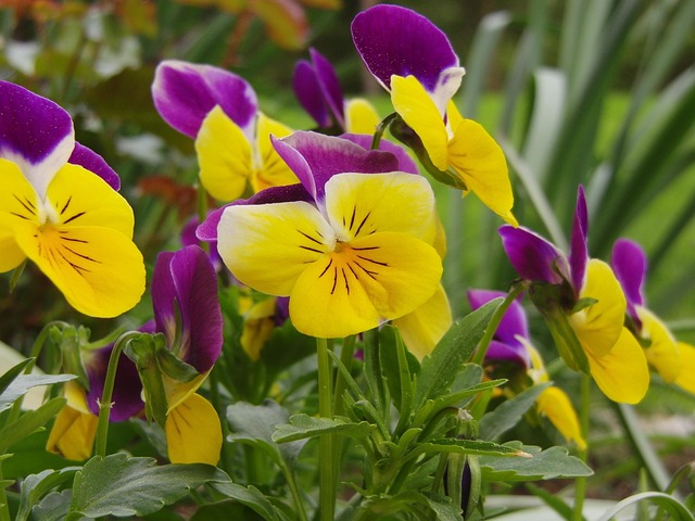 Free Flowers Blossom photo and picture