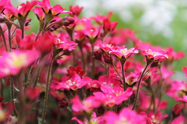 Free Pink Flowers Flowers photo and picture