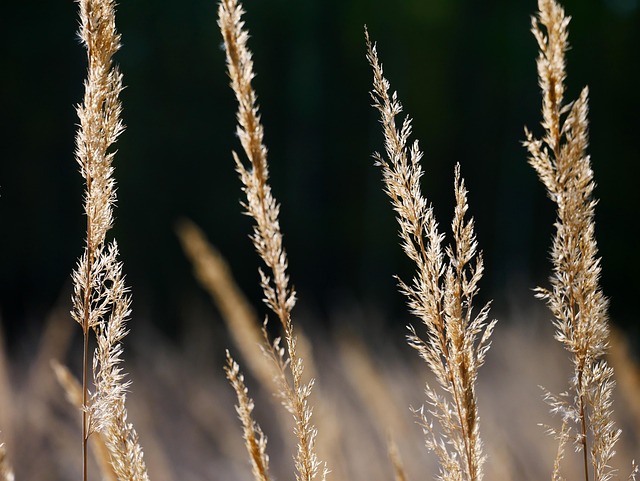 Grass Reeds Nature - Free photo on Pixabay - Pixabay