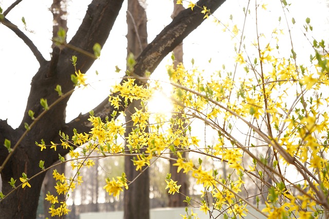Free Flower Forsythia photo and picture
