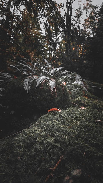 Helecho, Naturaleza, Bosque, Verde