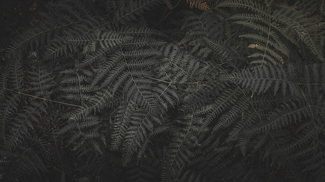 Helecho, Bosque, Sale De, Follaje