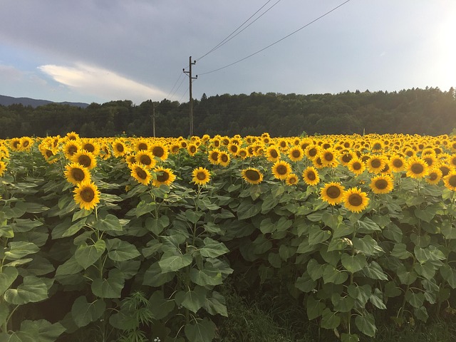 Free Sunflower Flower photo and picture
