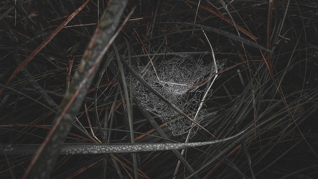 Web, Rocío, Naturaleza, Bosque, Verde