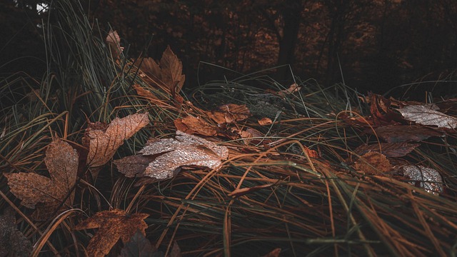 Otoño, Bosque, Sale De, Naturaleza