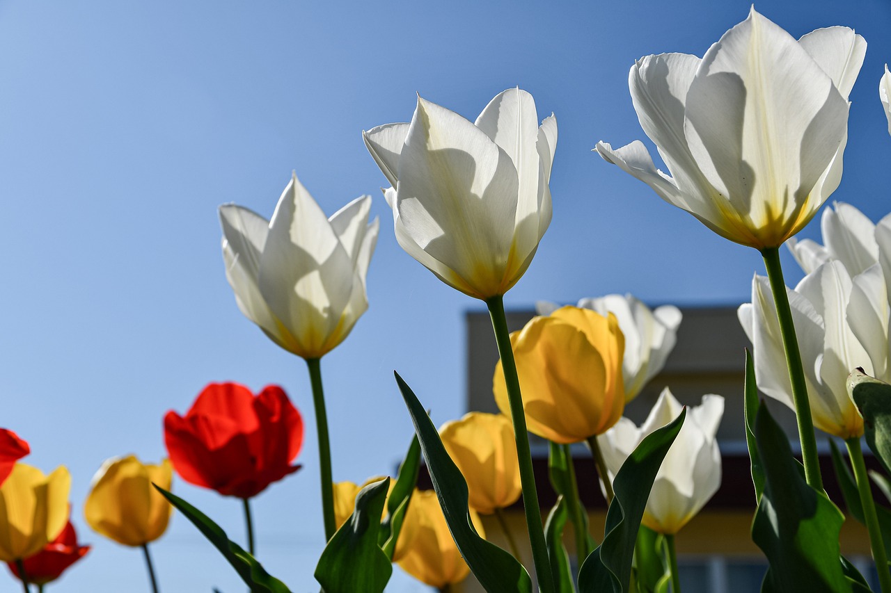 https://cdn.pixabay.com/photo/2022/04/17/10/00/tulips-7137757_1280.jpg