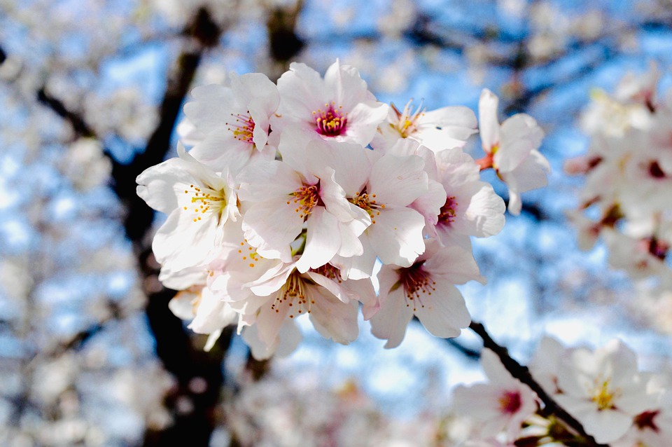 さくら 花 画像 | さくら 花 イラスト _ フリー写真素材フォトック【無料・商用利用可・クレジット表記不要】 – KBYTGH